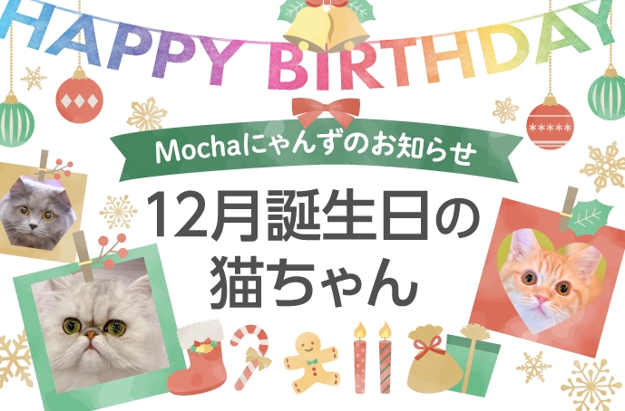 12月誕生日モカにゃんずのお知らせ 猫カフェモカ お知らせ メディア掲載情報