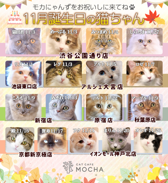 11月誕生日モカにゃんずのお知らせ | 猫カフェモカ お知らせ/メディア