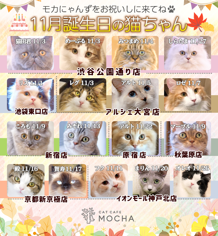 11月誕生日モカにゃんずのお知らせ | 猫カフェモカ お知らせ