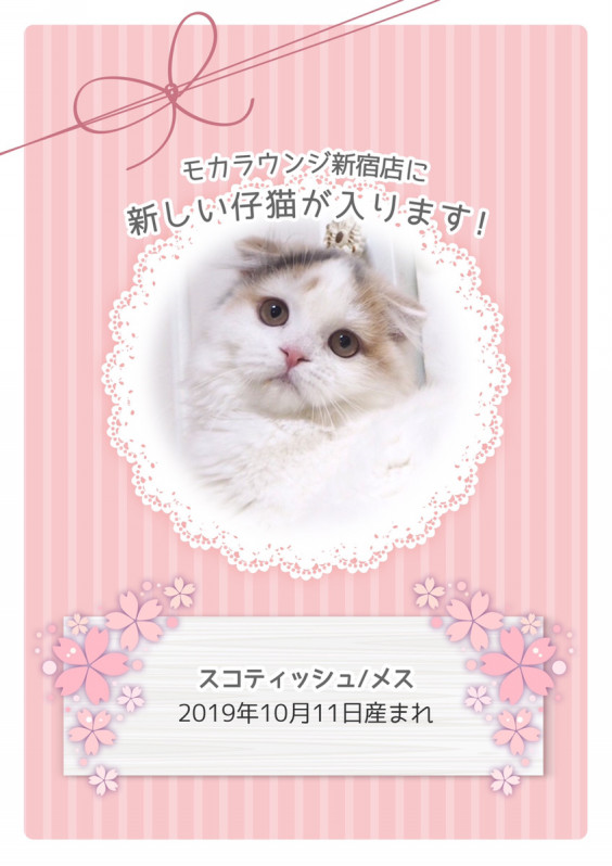 続々と仲間入り 猫カフェmocha5店舗で新しいモカにゃんずがデビュー 猫カフェモカ お知らせ メディア掲載情報