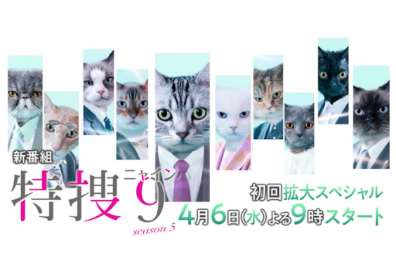 猫カフェmocha渋谷センター街店のにゃんずが テレビ朝日のドラマ 特捜9 Season5 のエイプリルフール企画で使用されました 猫カフェモカ お知らせ メディア掲載情報