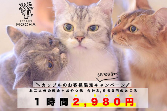 カップルのお客様限定キャンペーン開催 猫カフェモカ お知らせ メディア掲載情報