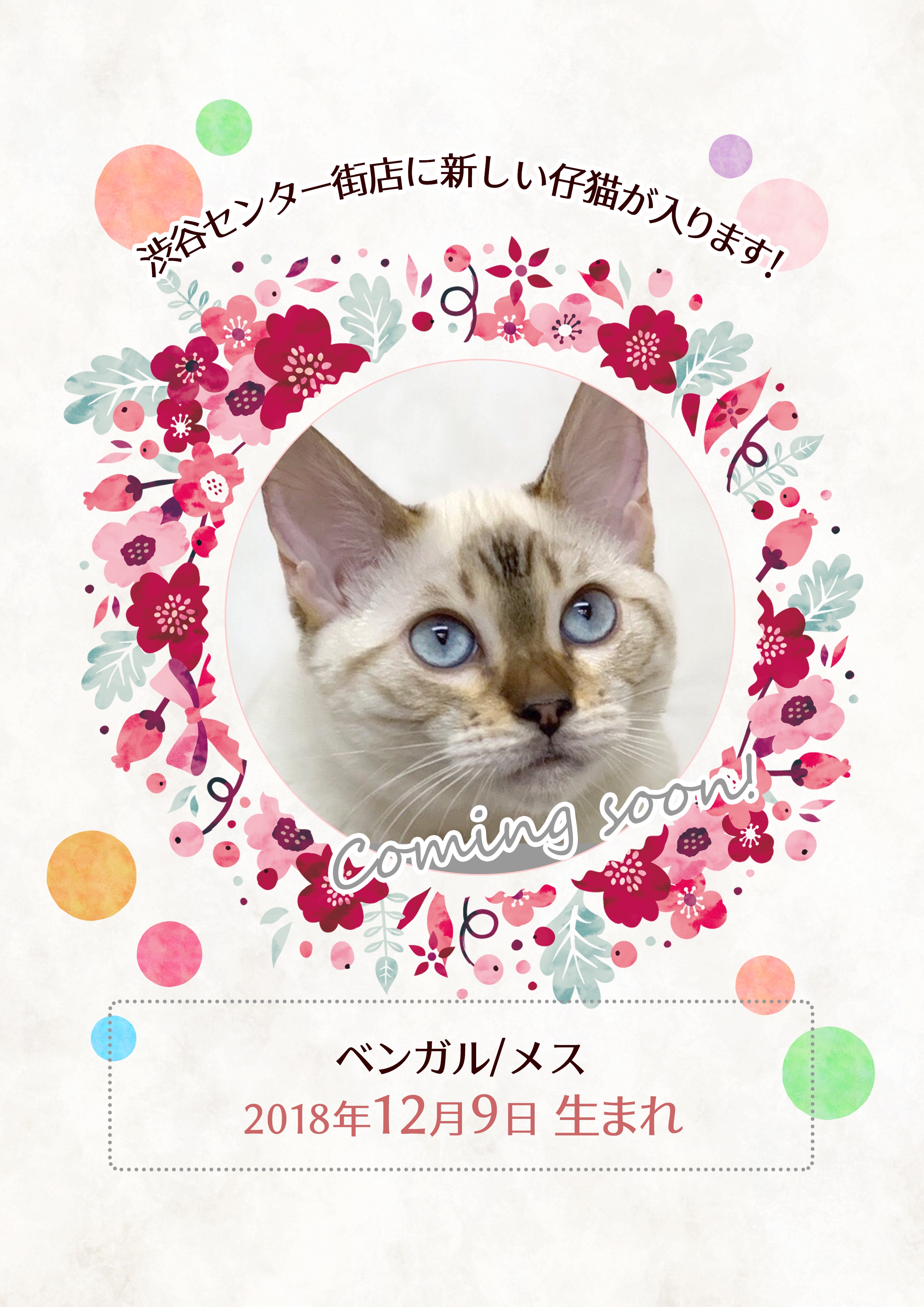 猫カフェMOCHA 4店舗に新しい仲間が入ります！  猫カフェモカ 
