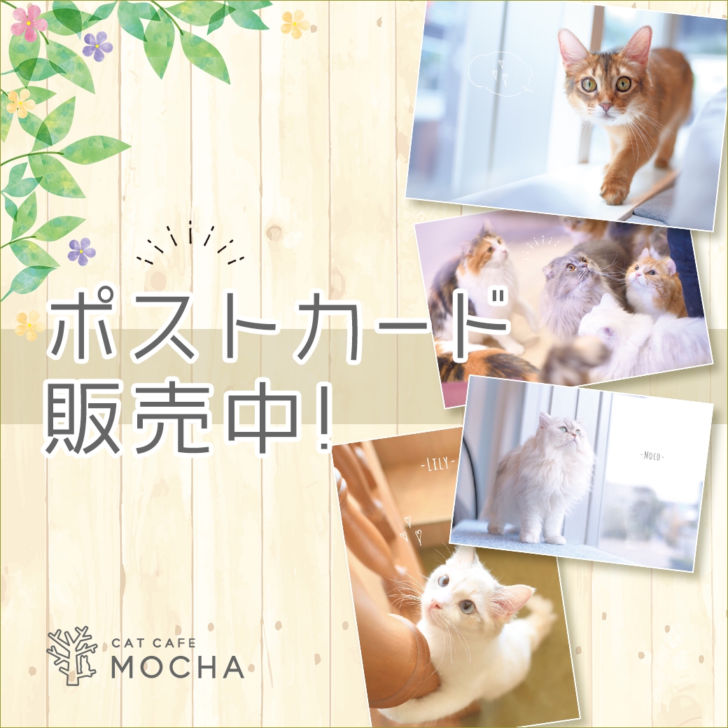 猫カフェMOCHAオリジナルポストカード 9店舗各10種類で販売中 | 猫