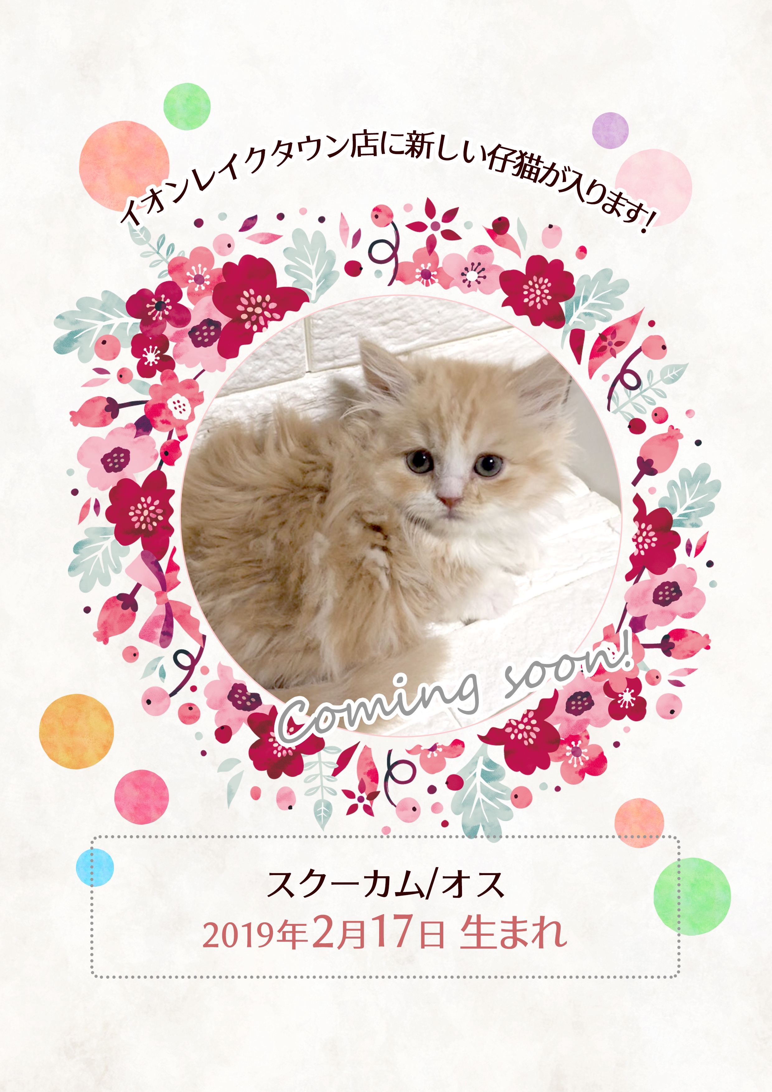 猫カフェMOCHA 4店舗に新しい仲間が入ります！  猫カフェモカ 