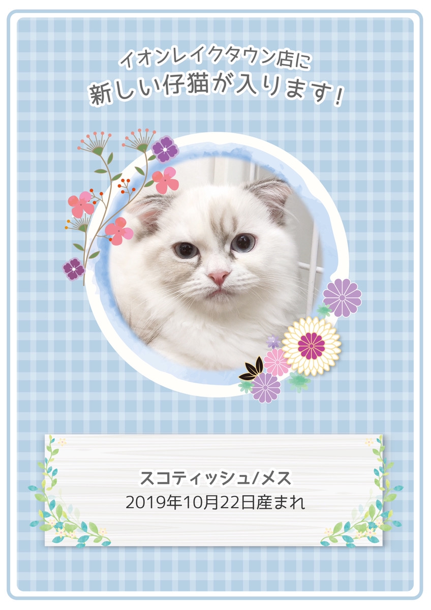 猫カフェMOCHA5店舗で新しいモカにゃんずがデビューいたします！ | 猫