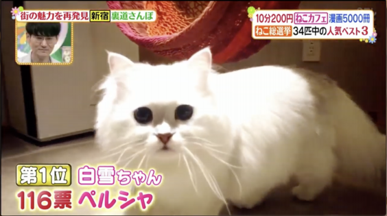 猫カフェmocha新宿店が ヒルナンデス に紹介されました 猫カフェモカ お知らせ メディア掲載情報