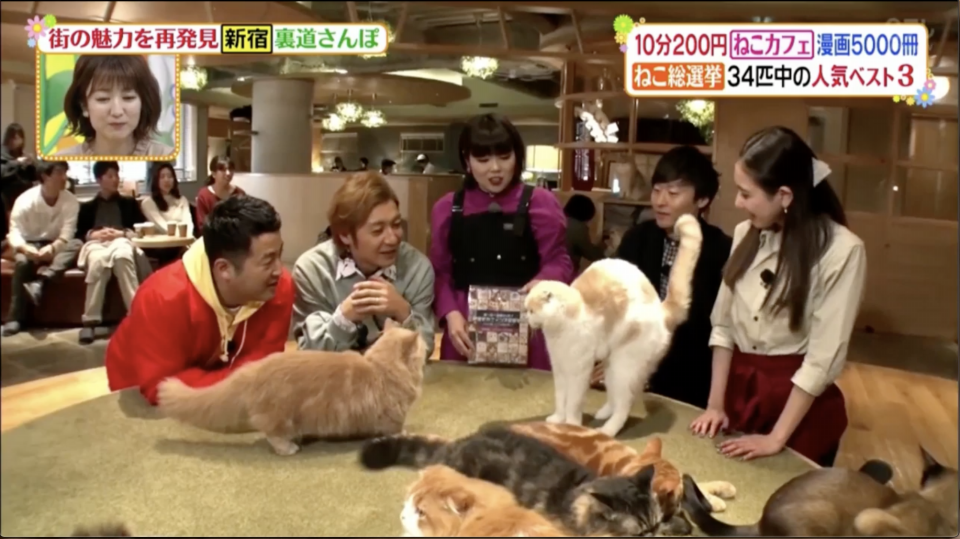猫カフェmocha新宿店が ヒルナンデス に紹介されました 猫カフェモカ お知らせ メディア掲載情報