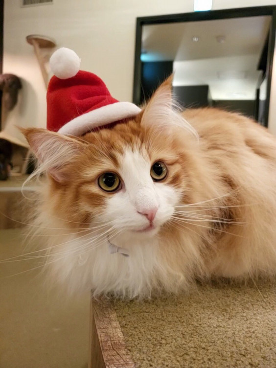 モカにゃんサンタのクリスマス会を開催いたします 猫カフェモカ お知らせ メディア掲載情報