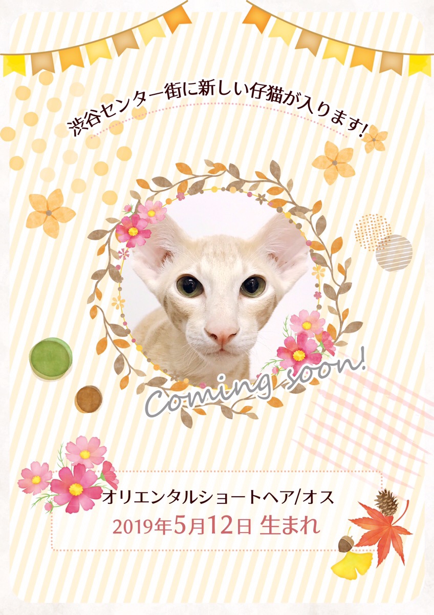 猫カフェモカ渋谷センター街店に新しい仲間が入ります 猫カフェモカ お知らせ メディア掲載情報