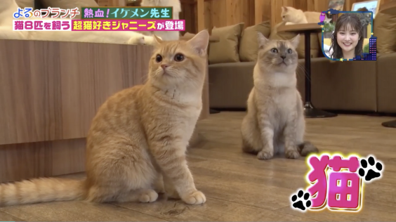 猫カフェmocha秋葉原店がtbs よるのブランチ で使用されました 猫カフェモカ お知らせ メディア掲載情報 猫カフェmocha秋葉原店がtbs よるのブランチ で使用されました 猫カフェモカ お知らせ メディア掲載情報