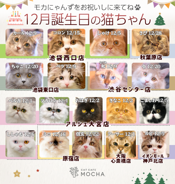 12月誕生日モカにゃんずのお知らせ 猫カフェモカ お知らせ メディア掲載情報 12月誕生日モカにゃんずのお知らせ 猫カフェモカ お知らせ メディア掲載情報