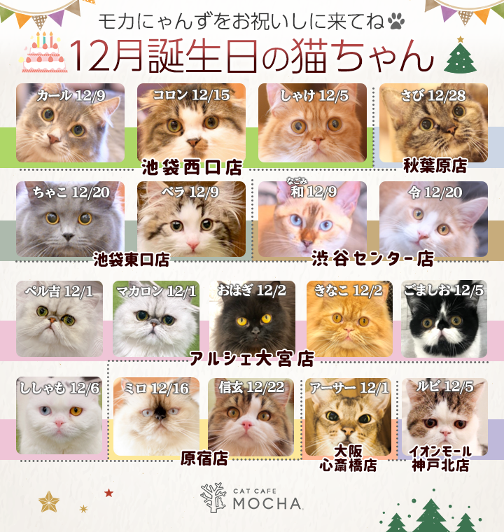 12月誕生日モカにゃんずのお知らせ | 猫カフェモカ お知らせ/メディア