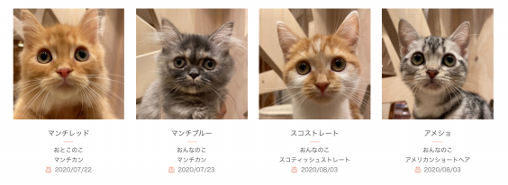 九州エリア初出店 宮崎橘通店が本日オープン 猫カフェモカ お知らせ メディア掲載情報 九州エリア初出店 宮崎橘通店が本日オープン 猫カフェモカ お知らせ メディア掲載情報