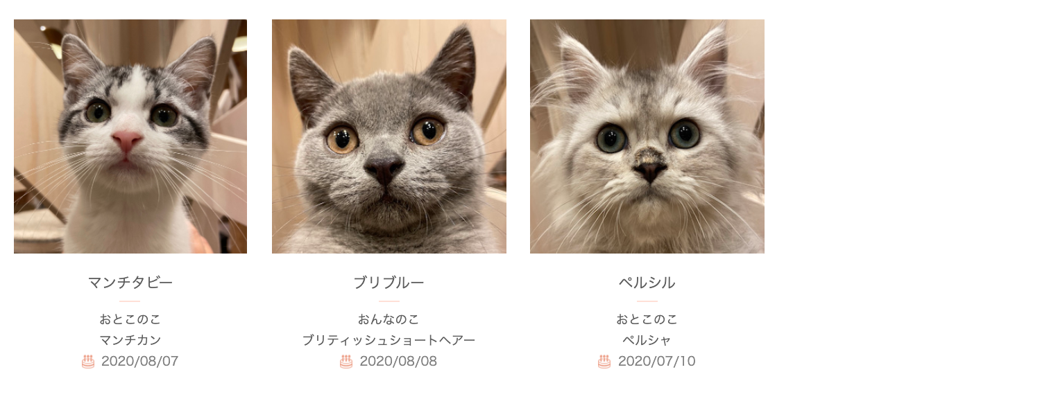 九州エリア初出店】宮崎橘通店が本日オープン！  猫カフェモカ 
