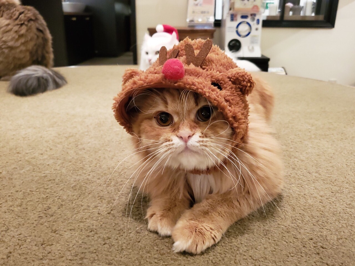 モカにゃんサンタのクリスマス会を開催いたします☆ | 猫カフェモカ