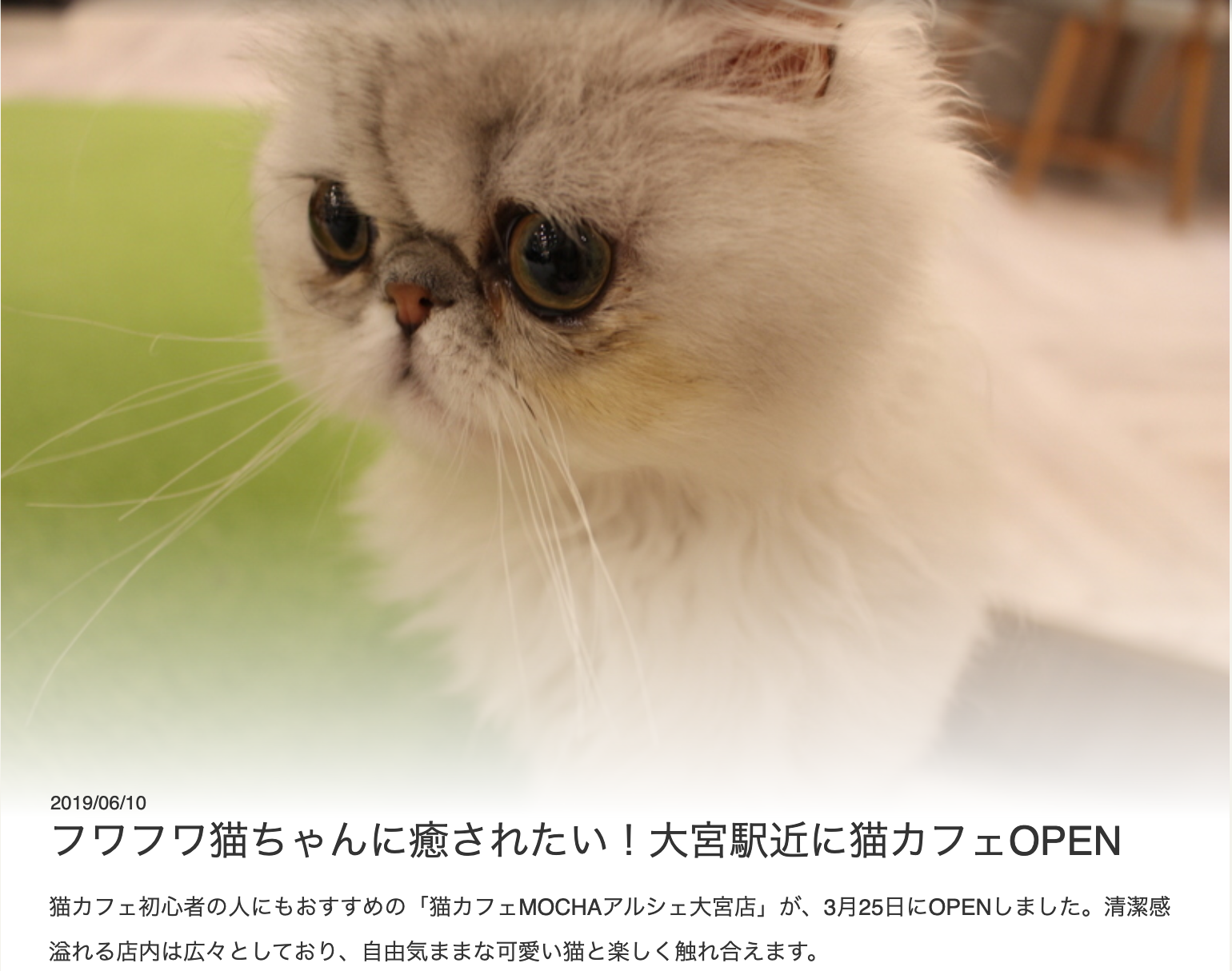 猫カフェモカ お知らせ メディア掲載情報の記事一覧 ページ9