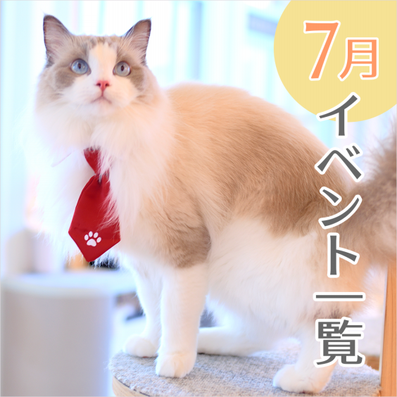 くびれた 偽造 赤面 猫 カフェモカ Fort Lauderdale Penthouses Com くびれた 偽造 赤面 猫 カフェモカ Fort Lauderdale Penthouses Com