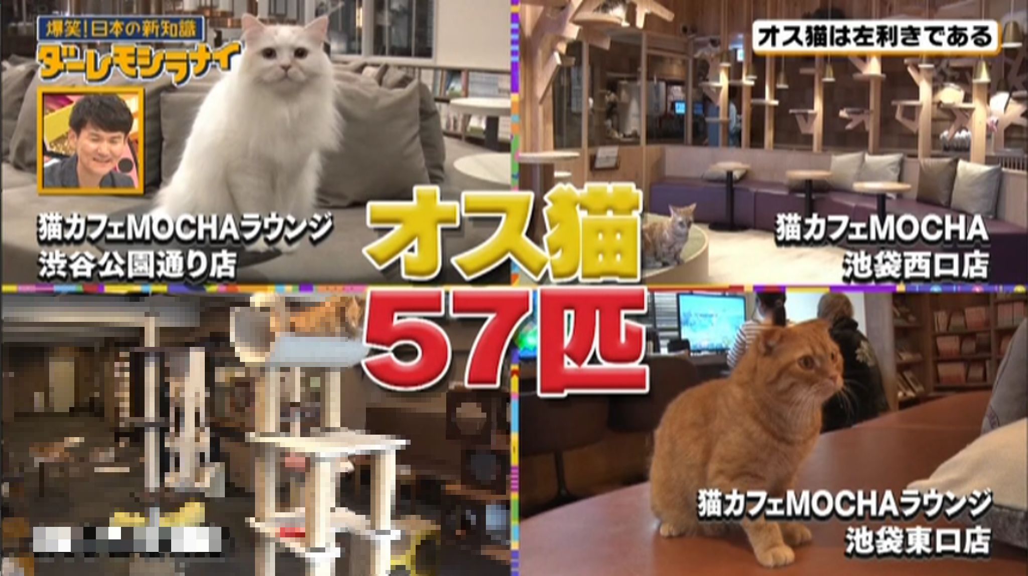 猫カフェmocha3店舗がmbs毎日放送 ダーレモシラナイ に紹介されました 猫カフェモカ お知らせ メディア掲載情報
