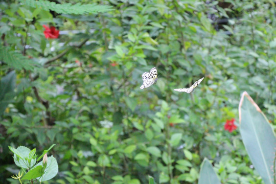 ふれあい昆虫館 石川県 Sonnenblume Lacheln