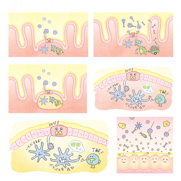 Works ビオフェルミン製薬 腸内細菌シリーズ2 免疫と腸内細菌 冊子イラスト Nagano Mami