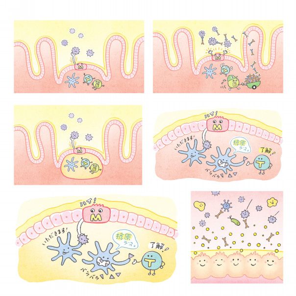 Works ビオフェルミン製薬 腸内細菌シリーズ2 免疫と腸内細菌 冊子イラスト Nagano Mami Works ビオフェルミン製薬 腸内細菌シリーズ2 免疫と腸内細菌 冊子イラスト Nagano Mami