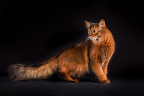 ABOUT SOMALI CAT | ☆ゴエモン事務局☆