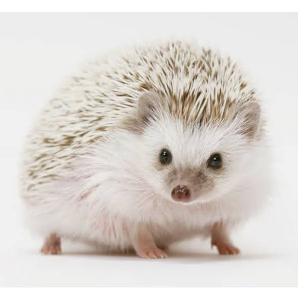 About Pygmy Hedgehog ゴエモン事務局 About Pygmy Hedgehog ゴエモン事務局
