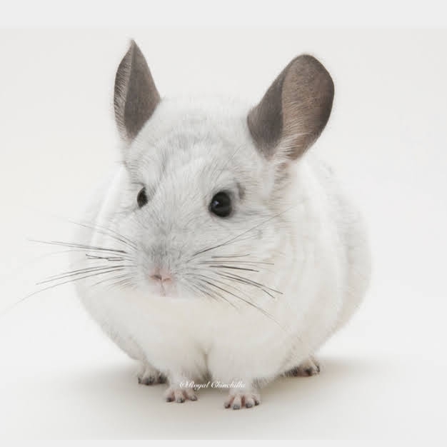 ABOUT CHINCHILLA | ☆ゴエモン事務局☆