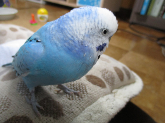 愛おしい 幸せのかたちのインコ 愛おしい 幸せのかたちのインコ