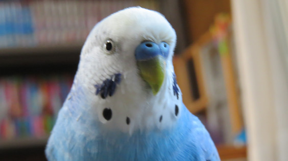 インコって面白い 幸せのかたちのインコ