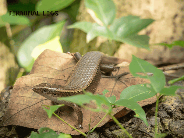 トカゲ シンガポールのトカゲたち | ムカデ専門店 Terminal Legs