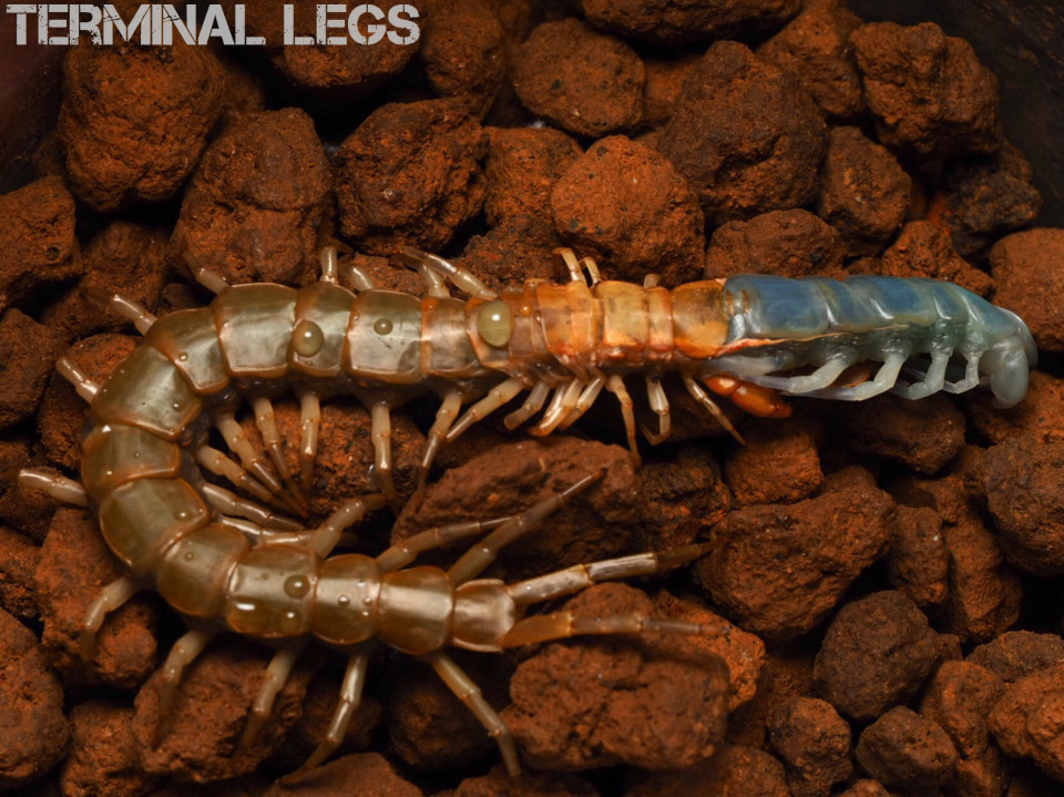 ムカデの脱皮 ムカデ専門店 Terminal Legs ムカデの脱皮 ムカデ専門店 Terminal Legs