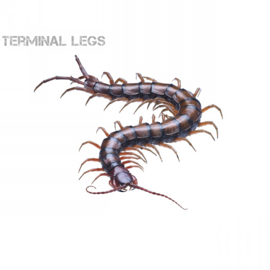 ジョホールバルセンチピード オス ムカデ専門店 Terminal Legs ジョホールバルセンチピード オス ムカデ専門店 Terminal Legs