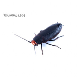 ムカデ専門店 Terminal Legs ムカデ専門店 Terminal Legs