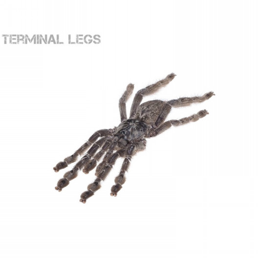 トーゴスターバースト ムカデ専門店 Terminal Legs トーゴスターバースト ムカデ専門店 Terminal Legs