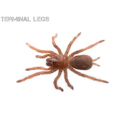 Tarantula ムカデ専門店 Terminal Legs