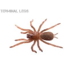 Tarantula ムカデ専門店 Terminal Legs Tarantula ムカデ専門店 Terminal Legs