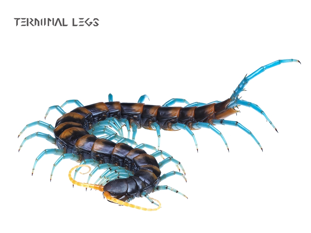 節約 アカズムカデ/Scolopendra multidens 1匹 ムカデ