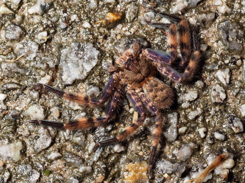 ⭕️新価格⭕️★BRITISH SPIDERS I・IIイギリスの蜘蛛図鑑 蜘蛛図鑑/1979年 - メルカリ