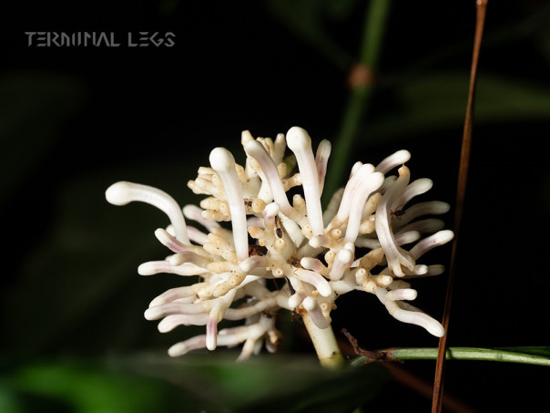 ジャングルの奇妙な花 ムカデ専門店 Terminal Legs