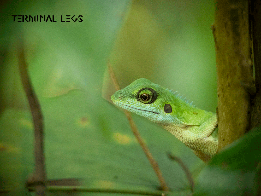 シンガポールのトカゲたち | ムカデ専門店 Terminal Legs