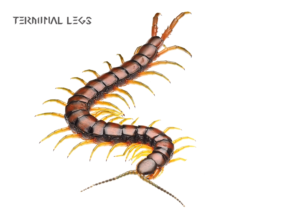 リュウジンオオムカデ -琉神大百足- | ムカデ専門店 Terminal Legs