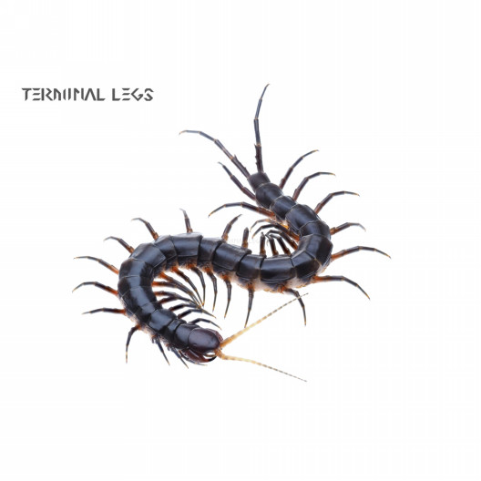 ムカデ専門店 Terminal Legs