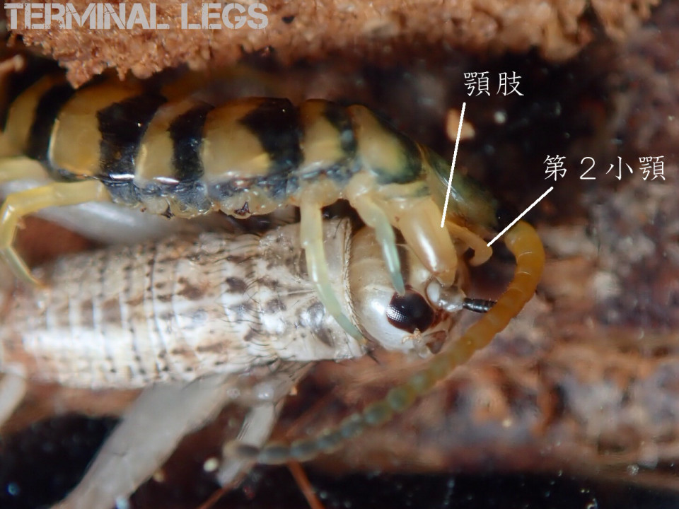 ムカデの構造 ムカデ専門店 Terminal Legs