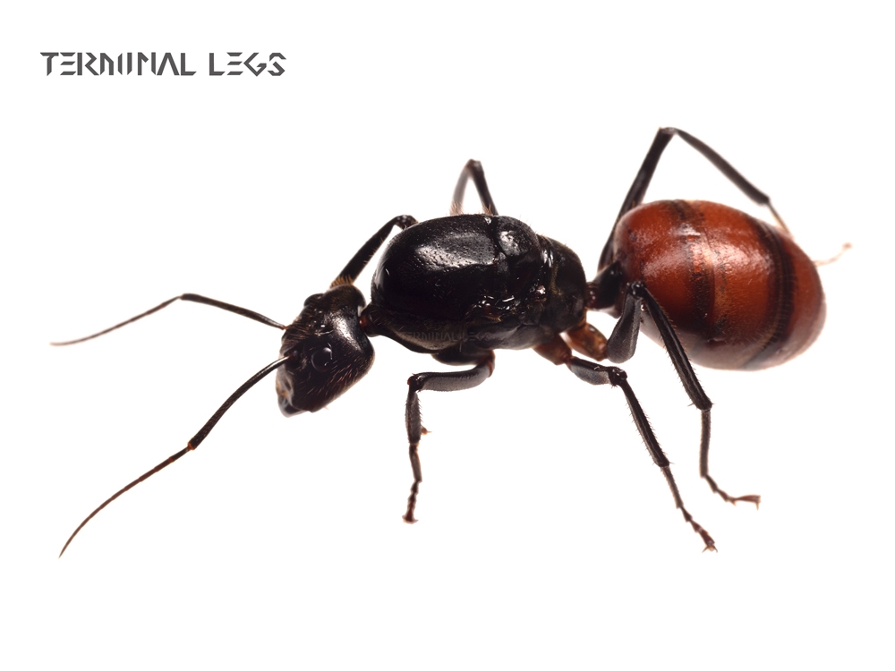 58f4ce69ed84797062a551f13049db