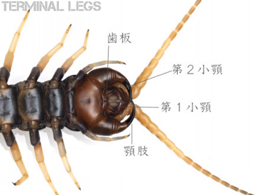 ムカデの構造 ムカデ専門店 Terminal Legs