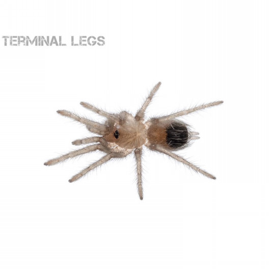 カーリーヘアータランチュラ Ls1 ムカデ専門店 Terminal Legs カーリーヘアータランチュラ Ls1 ムカデ専門店 Terminal Legs