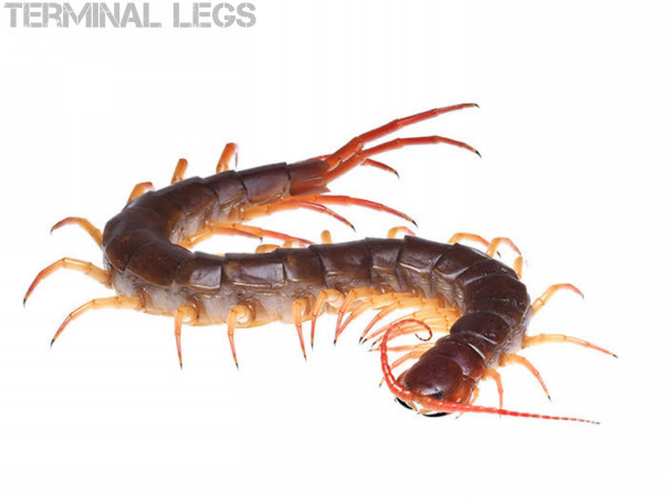 THE CENTIPEDE 撮影舞台裏 | ムカデ専門店 Terminal Legs