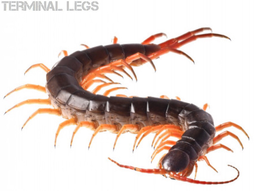 ムカデ種類別4つの飼育環境 | ムカデ専門店 Terminal Legs